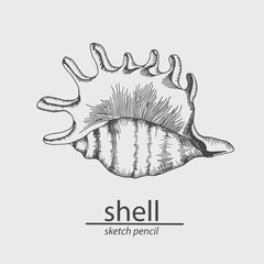 Sea shell. A marine resident. Sketch. Vector