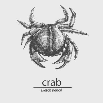 Crab. A marine resident. Sketch style. Vector