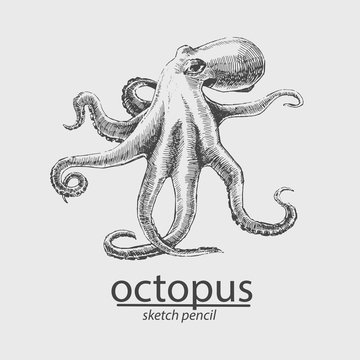 Octopus. A marine resident. Sketch style. Vector