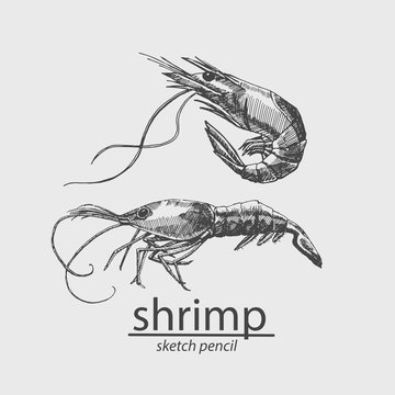 Shrimp. A marine resident. Sketch style. Vector