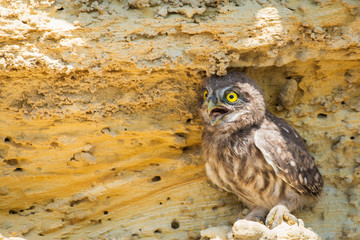 Little owl or Athene noctua perched on ground