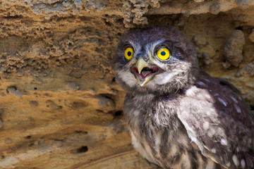 Little owl or Athene noctua perched on ground