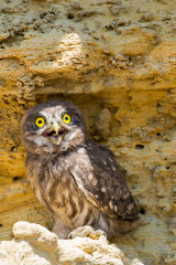 Little owl or Athene noctua perched on ground