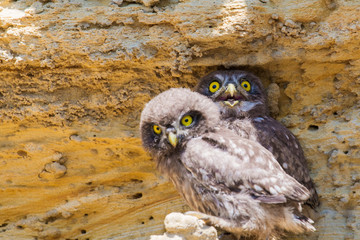 Two young chicks of little owl near nest on ground