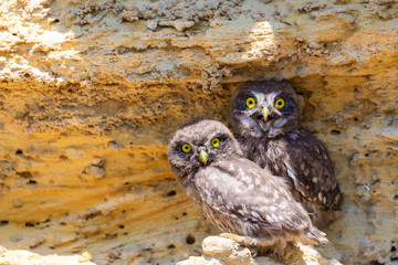 Two young chicks of little owl near nest on ground