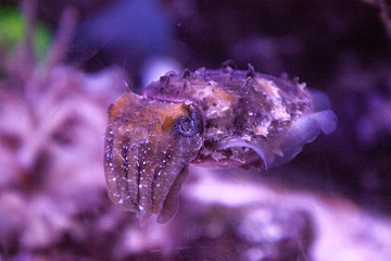 Fototapeta premium Dwarf cuttlefish Sepia bandensis