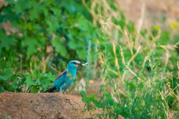 European roller or coracias garrulus with prey on ground