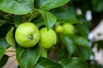 green apples hanging from a tree branch in an fruit orchard - organic farm food, agriculture and harvest concept
