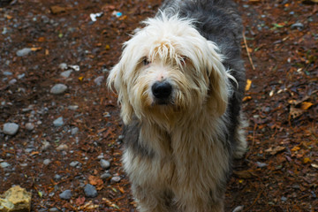 perro labrador ovejero de campo cordillerano