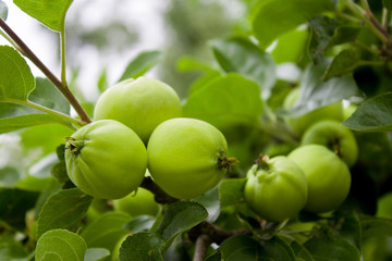 green apples hanging from a tree branch in an fruit orchard - organic farm food, agriculture and harvest concept