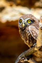 Little owl or Athene noctua on wooden branch