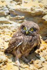 Little owl or Athene noctua perched on ground