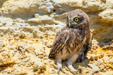 Little owl or Athene noctua perched on ground
