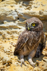Little owl or Athene noctua perched on ground