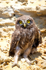 Little owl or Athene noctua perched on ground