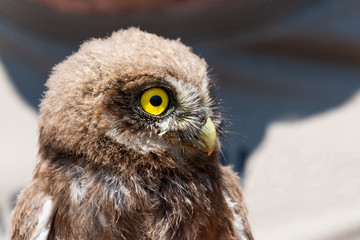 Portrait of little owl or Athene noctua