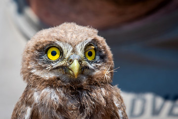 Portrait of little owl or Athene noctua