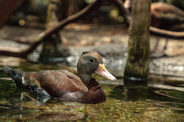 Fulvous whistling duck Dendrocygna bicolor