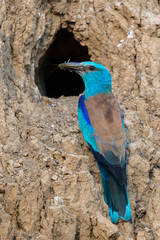 European roller or coracias garrulus with prey on cliff near nest hole