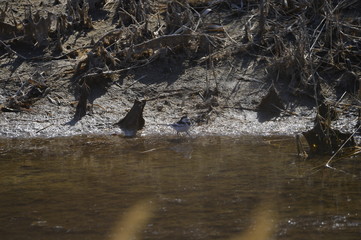 A beautiful bird in wetlands