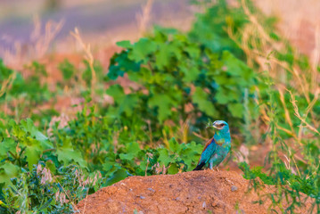 European roller or coracias garrulus with prey on ground