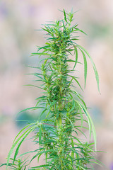 Green leaf of cannabis bush. Thematic photos of hemp and marijuana