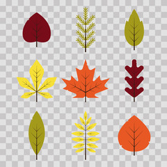 Autumn different leaves set in flat style. Red, green, yellow, orange leaf on transparent background. Maple, spruce, oak, rowan, birch autumnal foliage - vector illustration.