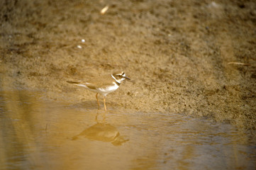 A beautiful bird in wetlands