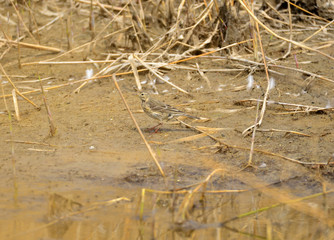 A beautiful bird in wetlands