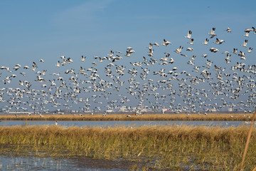 flock of snow geese