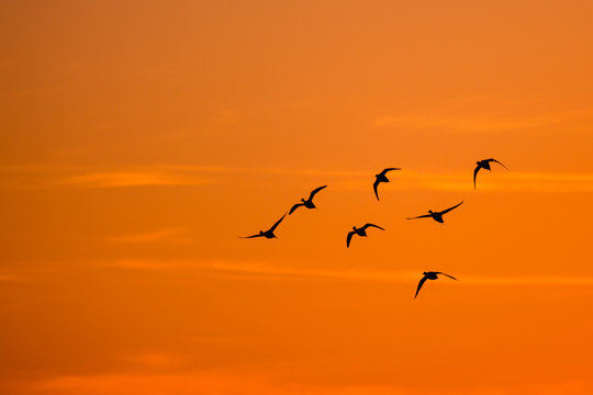 flying ducks sunset