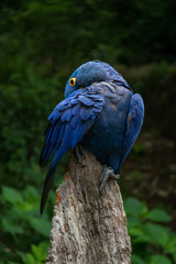 Hyacinth Macaw close-up