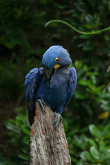 Hyacinth Macaw close-up