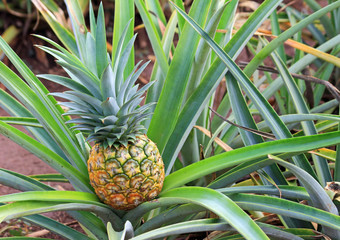 Golden pineapple is growing - Oahu, Hawaii - Powered by Adobe