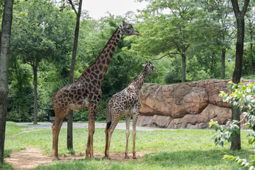 Giraffes standing under trees