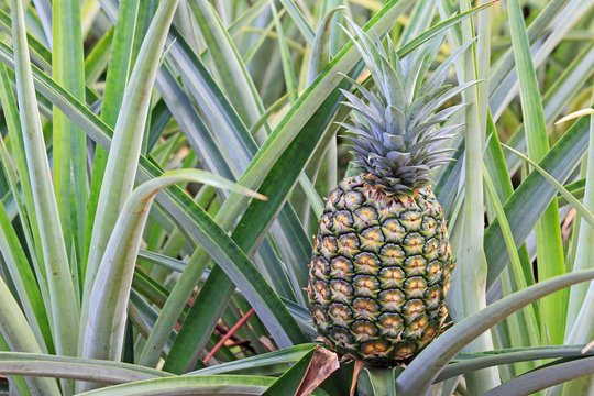 Pineapple on the bush - Oahu, Hawaii