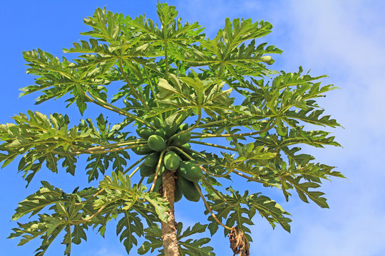 Papaya tree - Hawaii