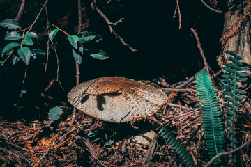 Redwoods Mushroom