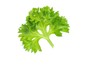 Parsley isolated on white background.