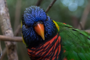       Lorikeet close-up