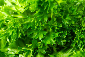 Parsley closeup for background.