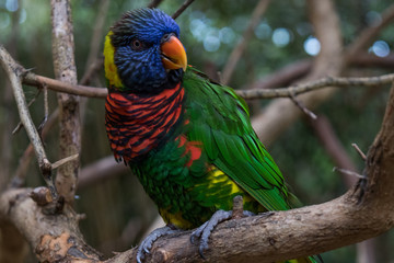       Lorikeet close-up