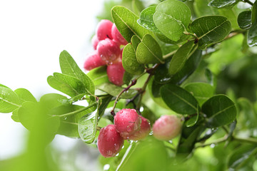 Isolated closeup Carunda or Karonda fruit, science call Carissa carandas L. .