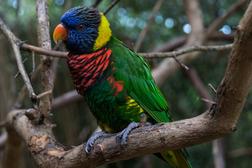 Lorikeet close-up