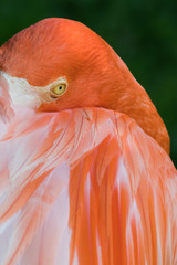 Flamingo head, close-up