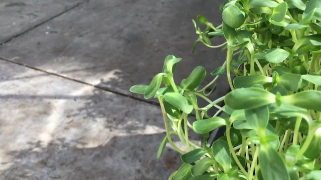 Sunflower seedlings, The soft sunflower, the beginning of the sunflower light.