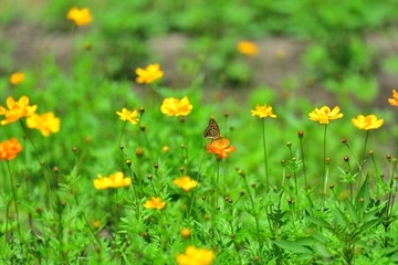 キバナコスモスで食事中のヒョウモンチョウ