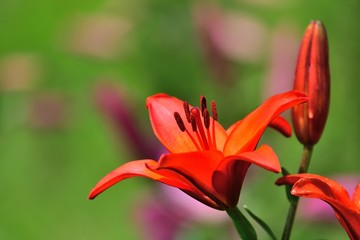 満開の百合の花