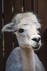Obraz premium Alpaca head close-up