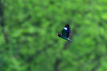 餌をとって巣に戻る子育て中のブッポウソウ